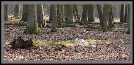ein kalter Tag im Tiergarten Hannover
