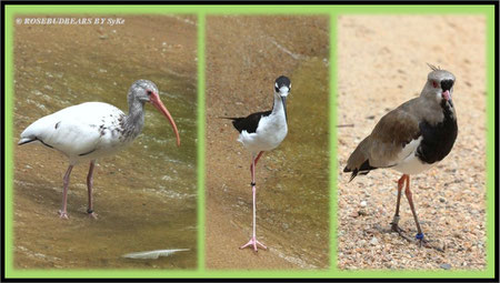 Vogelpark Walsrode