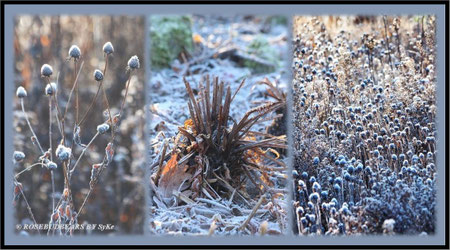 Berggarten Hannover im Winter