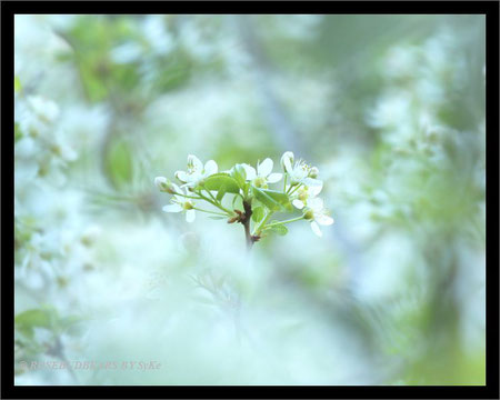 Kirschbaumblüten