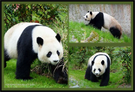 Panda Zoo Berlin