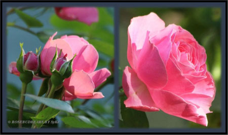 Rosenblüte