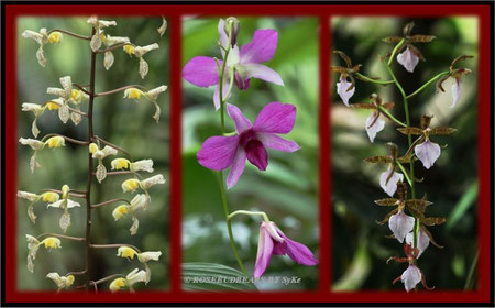 Hannover Herrenhausen Berggarten Orchideen
