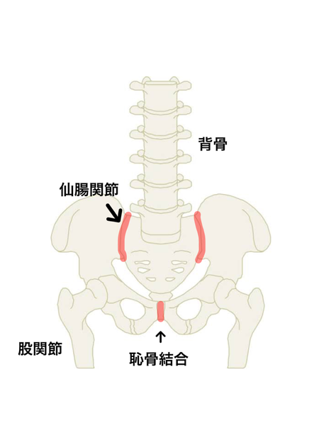 骨盤矯正で狙う関節は仙腸関節と恥骨結合です。