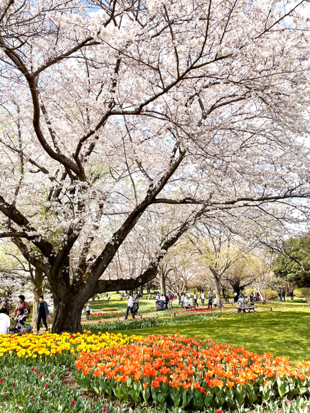先日の昭和記念公園♡桜とチューリップの饗宴♪