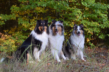 collies-wolkenlands Webseite!