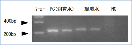 図5　電気泳動像