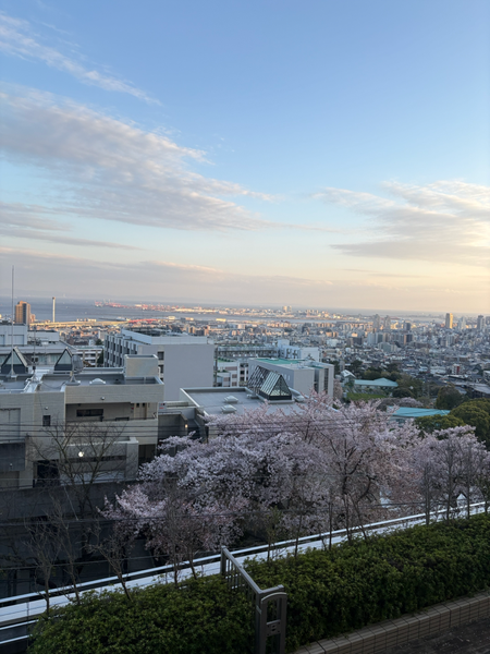 神戸大学からの景色🌸