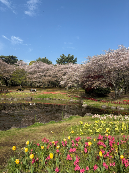 別府の桜🌸