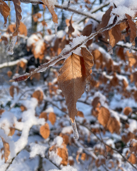 Winter