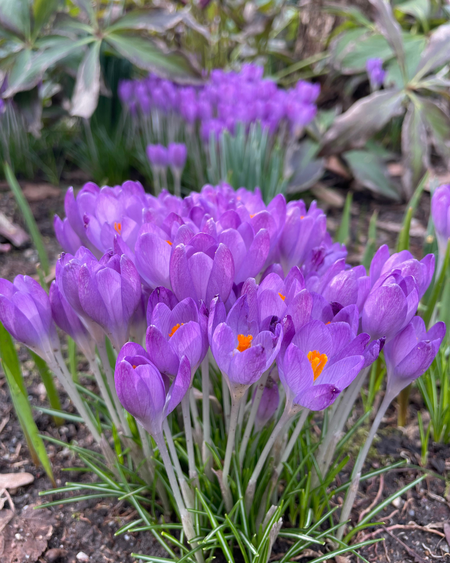 Krokusse