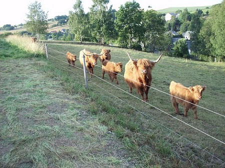 Urlaub Erzgebirge, Bauernhof, Schottisch Highland Rinder