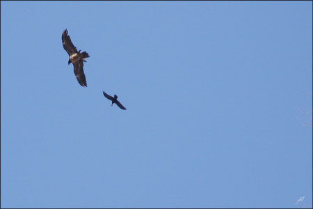 Observation Gypaète barbu : Tentative de parasitage sur un grand Corbeau ! © JLS