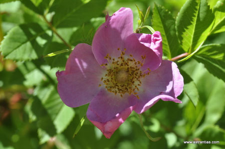 Rosa virginiana-Rosa carolinensis - Rosa lucida - Rosa virginiana - Virginische Rose - Rosier de Virginie - Rosa virginiana - Wildrosen - Wildsträucher-Heckensträucher-Biodiversität-Ökologie-Wildrose