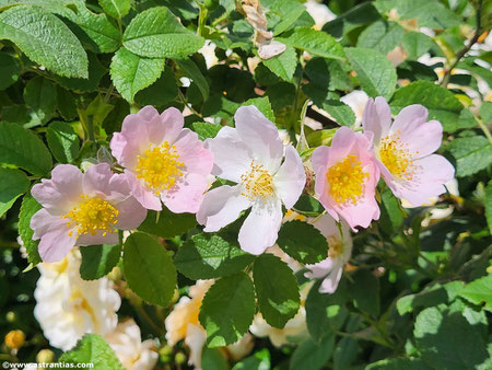 Rosa uriensis - Uri-Rose - Rosier d'Uri - Rosa di Uri - Wildrosen - Wildsträucher - Heckensträucher - Artenvielfalt - Ökologie - Biodiversität - Wildrose