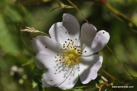 Rosa tomentosa - Filz-Rose - Rosier tomenteux - Rosa tomentosa - Wildrosen - Wildsträucher - Heckensträucher - Artenvielfalt - Ökologie - Biodiversität - Wildrose