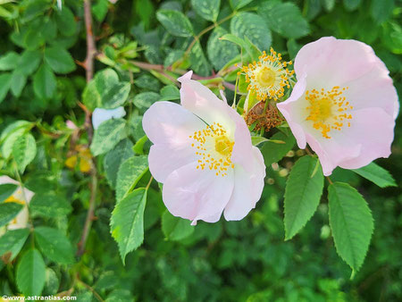 Rosa subcanina - Fast Hundsrose - Falsche Hundsrose - Faux Rosier des chiens - Rosa subcanina - Wildrosen - Wildsträucher - Heckensträucher - Artenvielfalt - Ökologie - Biodiversität - Wildrose