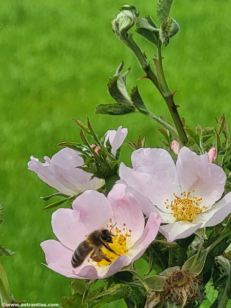 Rosa uriensis - Uri-Rose - Rosier d'Uri - Rosa di Uri - Wildrosen - Wildsträucher - Heckensträucher - Artenvielfalt - Ökologie - Biodiversität - Wildrose