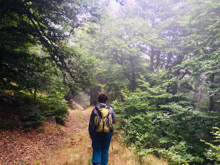 Waldweg mit Spaziergängerin während einem Natur Coaching 