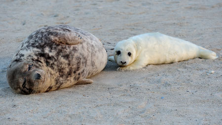 Kegelrobbenweibchen mit Jungtier; Foto: Rolf Behlert