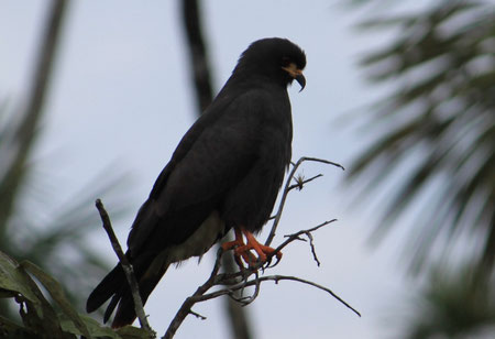 Touren zum Nationalpark Yasuni mit ECUADORline im tropischen Regenwald