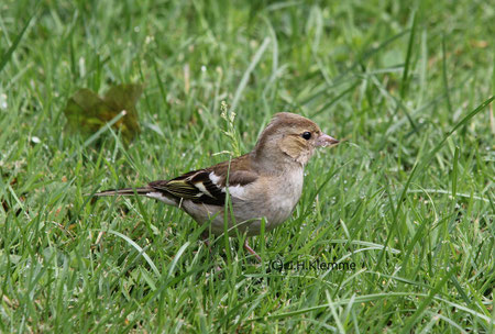 Buchfink (Fringilla coelebs). In Mitteleuropa regional der häufigste Fink. Im Bild ein Weibchen [Juli]. Letztere werden (auch in TV-Sendungen) schon mal mit Haussperling-Weibchen verwechselt. 