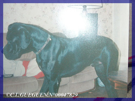 Mon adorable EMPEREUR...DCD à Pâques en 1997, il a vécu presque 9 ans, c'est un record pour un Dogue Allemand!