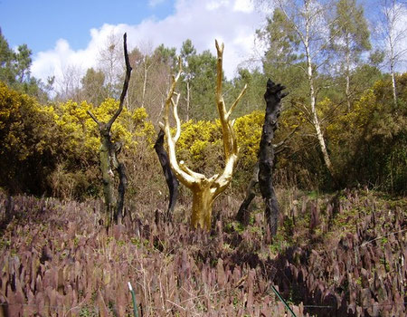 L'arbre d'or à Brocéliande