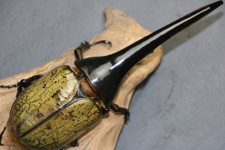 大型血統　amazonico ヘラクレス　164.5ミリ　後食　1回使用＋同じ血統【165ミリ以上】初令幼虫3匹オマケ 大型血統 amazonico ヘラクレス 164.5ミリ 後食 1回使用＋同じ血統