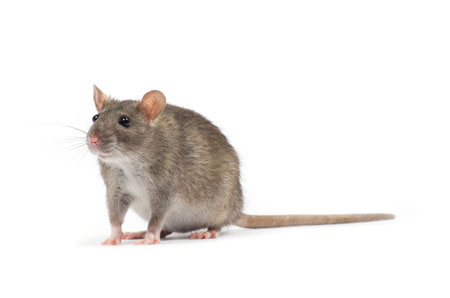 ratón