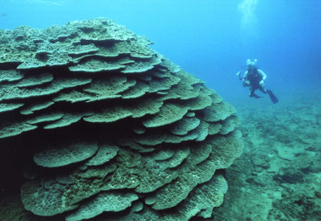 Giant colossus coral in Oura bay