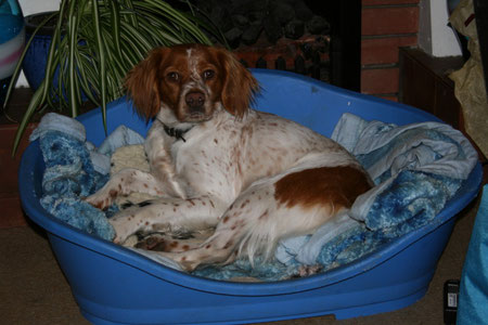 Sasha, safe & Sound in her own bed