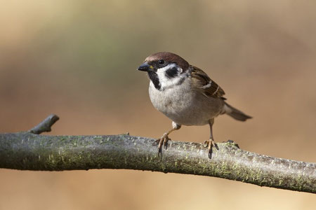 Feldsperling (Passer montanus) / Eurasian Tree Sparrow