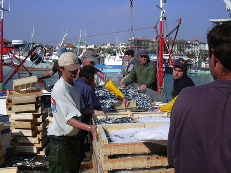 Débarquement de l'anchois