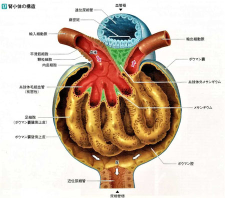 腎小体の構造