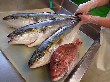 津軽海峡　釣り物　ブリ　真鯛