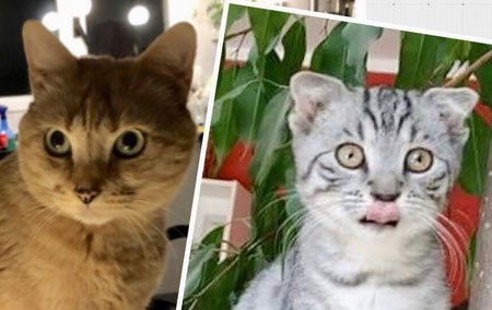 Katze mit normalen Ohrmuscheln, rechts: Faltohrkatze, Scottish Fold