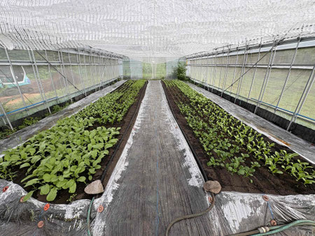 Natural farm、ナチュラルファーム、自然栽培、肥料は植物堆肥の