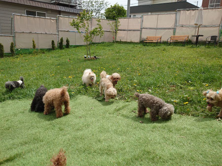 庭のドッグランで遊ぶ親犬たち