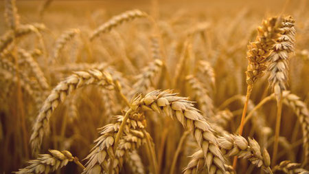 Sommer Pfingsten Weizenernte Kalender Gottes 