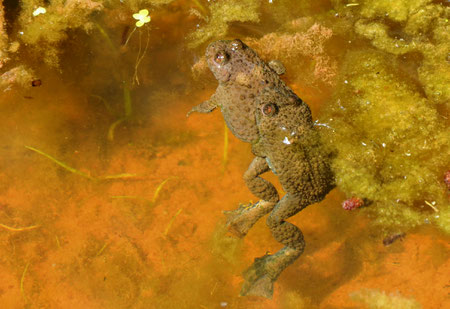 Gelbbauchunken im Steinbruch Schäfer, Mai 2017; Foto: Artur Bossert