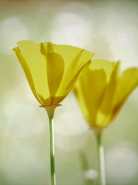 zwei gelbe Blüten von irischem Mohn - im warmen Sommerlicht