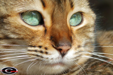 CANDY femelle bengal LOOF