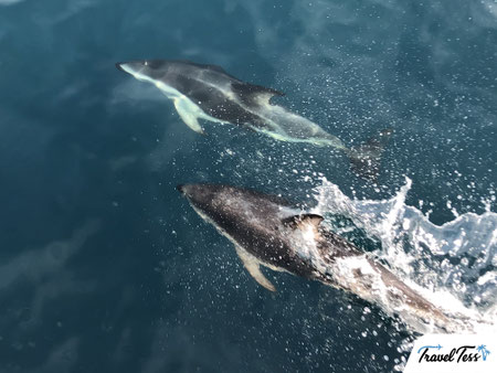 Zwemmen met dolfijnen in Kaikoura