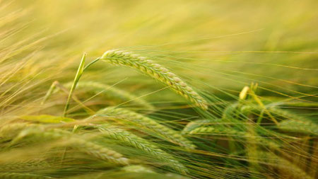 spring Passover feast bible God barley harvest