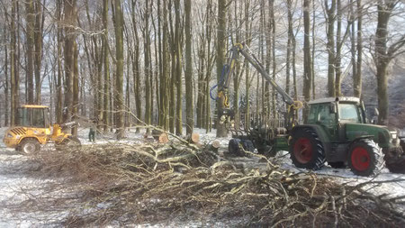 zerkleinern einer Buche, jan. 2016