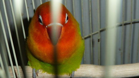 ボタンインコが仲間入りしました