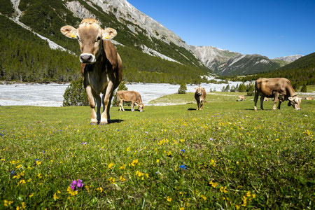 Cows in Val Müstair, Switzerland (A51)