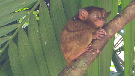 Koboldmaki (Tarsier) auf Bohol