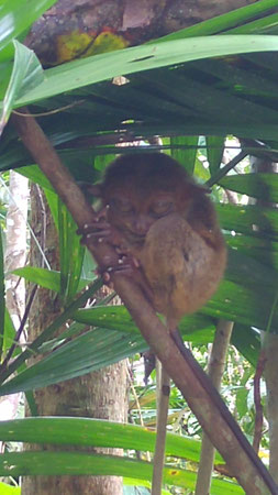 Koboldmaki (Tarsier) auf Bohol